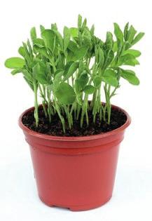 ) or a plant pot Watering can Here is how you can grow your pea shoots 1 2 3 4 Make sure that none of your peas are split or cracked.