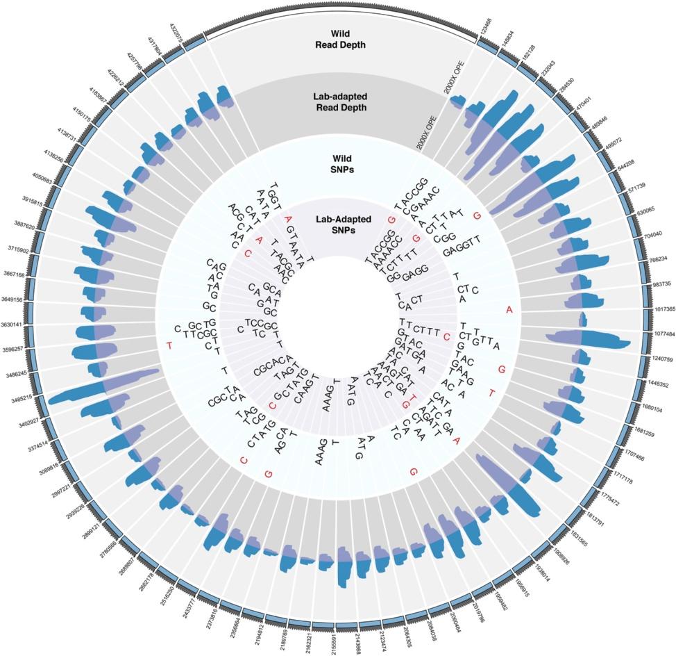 Preston et al. BM enomics 2016, 16: Page 10 of 21 Fig. 8 Wild and lab-adapted. remanei populations have distinct SNP profiles. SNPs detected in the.