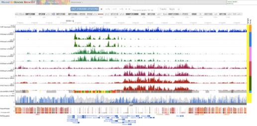 WashU Epigenome Browser Next-gen browser: dynamic, pretty, more responsive and can handle large-scale data.