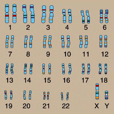 The Human Genome 23 chromosomes Most in pairs ~3.000.000.000 letters ~50% are repetitions of 4 identical subsequences ~100.