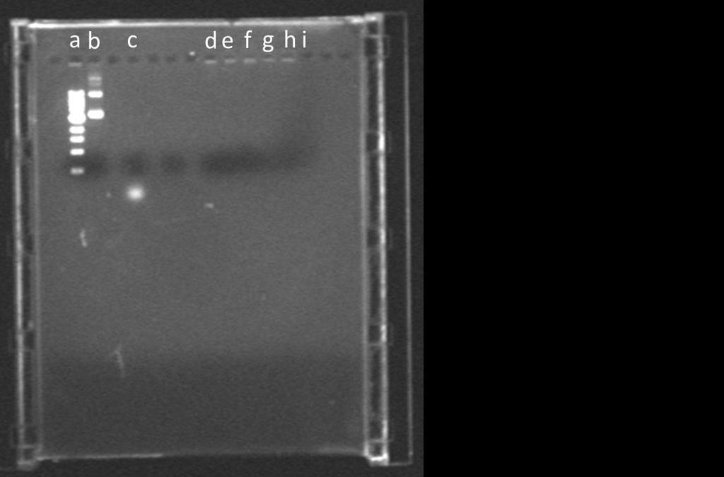 Figure S3: Gel electrophoresis of pdna, OMB and polyplexes in 0.9% agarose gel. The gel was run at 60 V for 2 h and 15 minutes in TAE buffer.