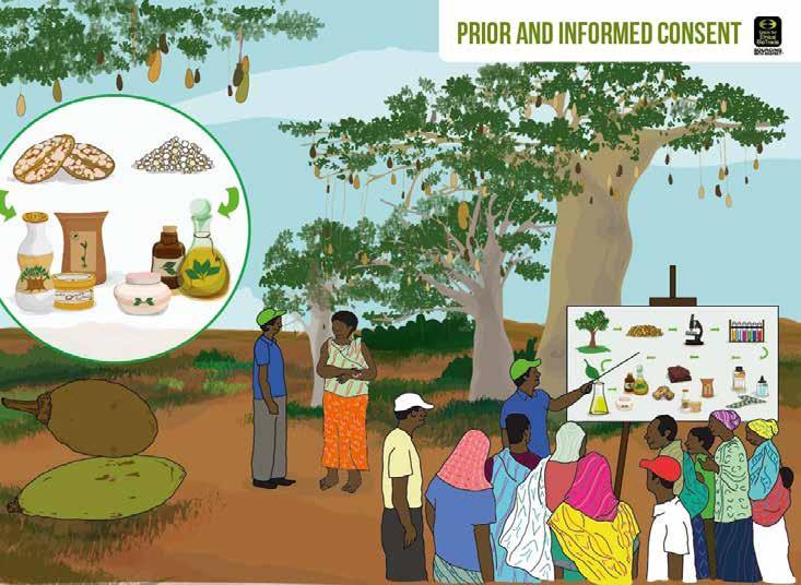 Illustration of 'prior informed consent' in the Ethical BioTrade Learning Set, a UEBT capacity development kit for local communities. Contact UEBT Union for Ethical BioTrade www.uebt.org or www.