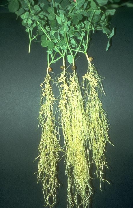 Legumes (Fabaceae) Bacteria: Rhizobium and Bradyrhizobium Legume