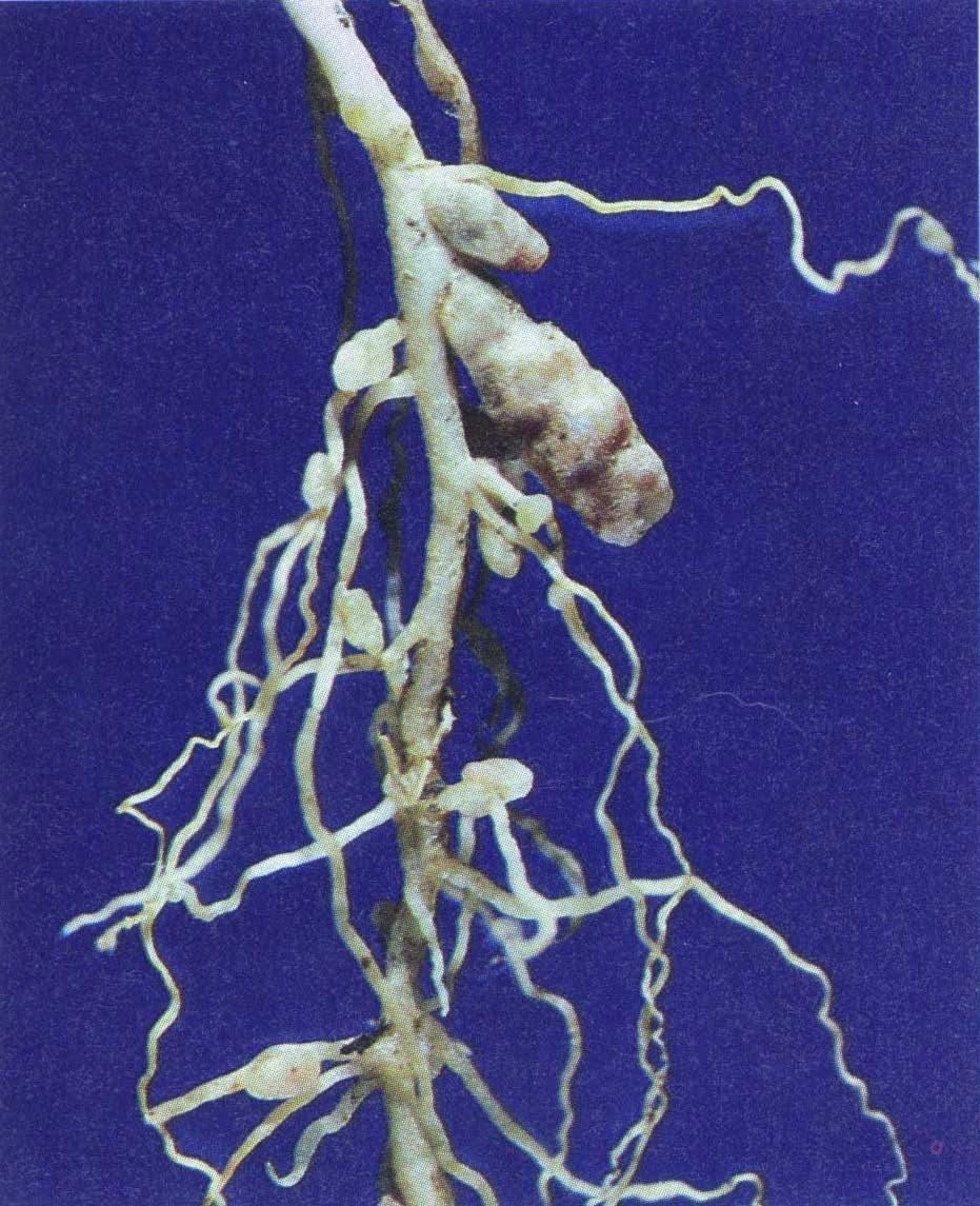 Root nodules of a