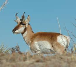 Pronghorn antelope are among the species that have been affected by intense natural gas development in Wyoming. Credit: Christian Dionne lution reduction targets designed to restore the bay to health.