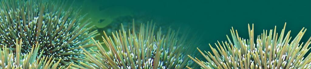 months and a brief summary of what to expect in the URCHIN project over the next 6-12 months.