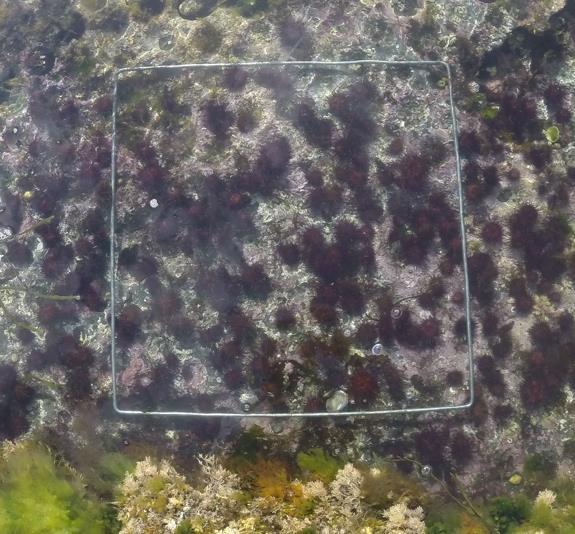 Urchin spat seeded out at Mullaghmore. Growth rates of sea urchins seeded out at the different partners sites in Co. Mayo and Co. Sligo will be monitored for the duration of the project.