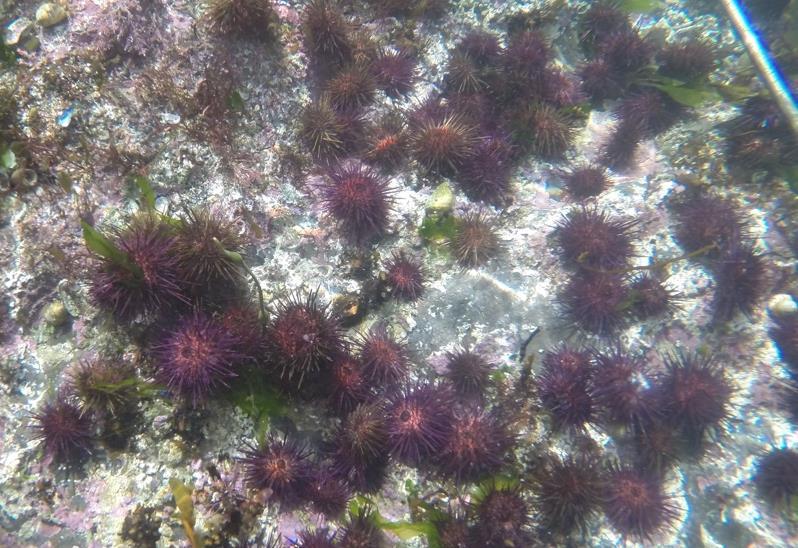These roe enhancement trails are to be conducted on two different sites in Co. Cork with Dunmanus Seafoods and Atlantic Sea Urchins in conjunction with our associated partner BIM.