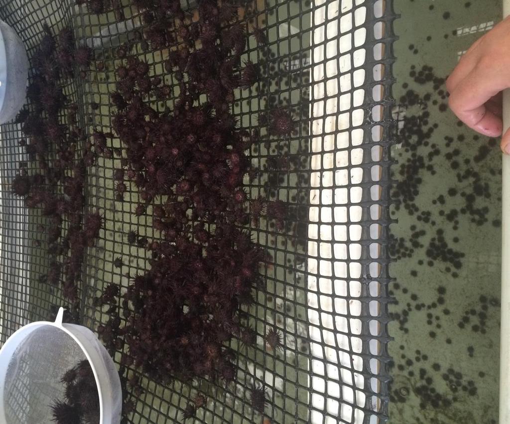 Ireland (Marine & Freshwater Research Centre, Galway Mayo Institute of Technology and SME partners): Juvenile sea urchins Successful production and on growing of juvenile sea urchins at Dunmanus