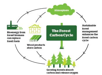Forests and carbon cycle Forests are important carbon sinks Sink size depends on the amount of standing biomass Sink operates very fast and rotates ca. 100 bill.