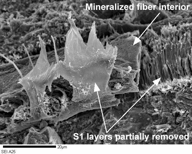 Cellulose fibre