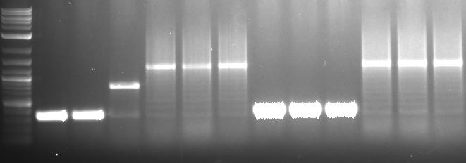 9. Pick 1-3 white colonies from each plate and check by colony PCR using primers pcr8_f1 and pcr8_r1 (primers are the same for each pfusa, pfusa30a, pfusa30b, pfusb1-10 vector).