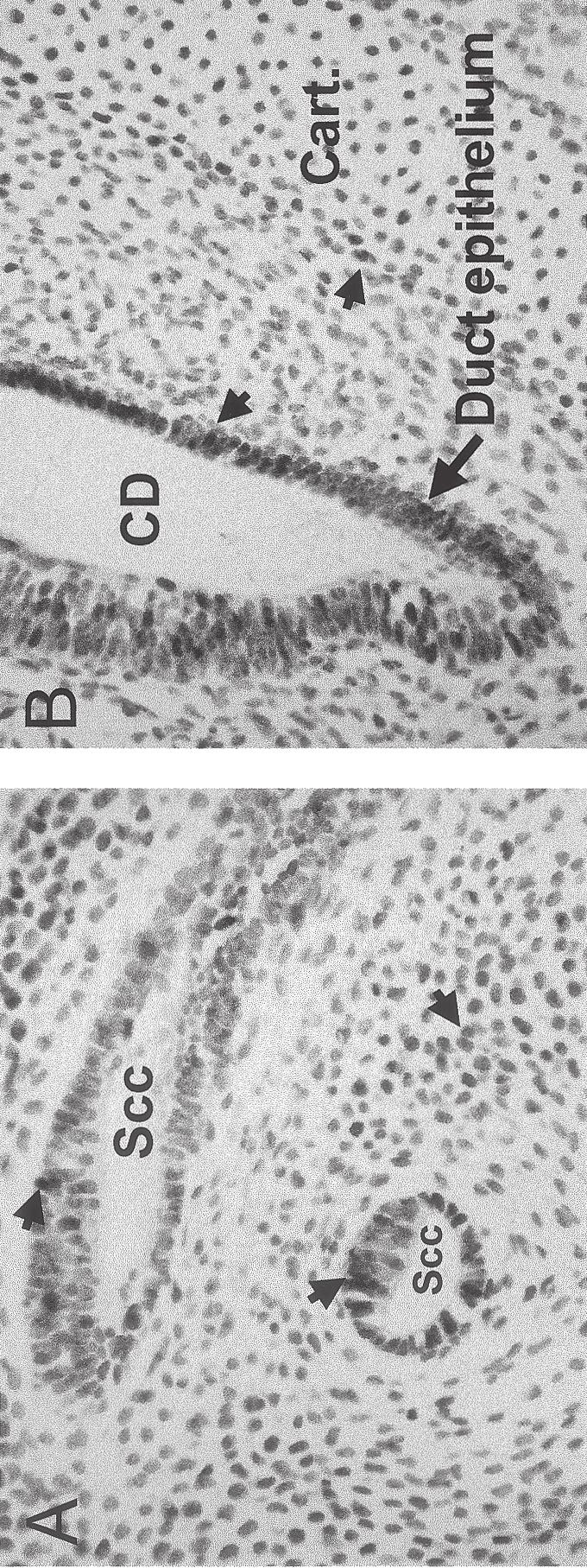 TUNEL Assay: Overview of Techniques 27 Fig. 4. Micrographs of TUNEL-stained mouse embryo tissue undergoing developmental restructuring (E11 12). (A) Semicircular canal area.
