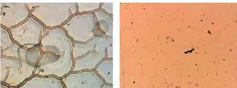 resin alone on the left, at various temperatures The study done by the University of Minnesota shows that, AERODISP is active early in the drying process,