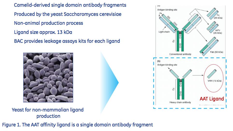 Antibody fragment as affinity ligand 6