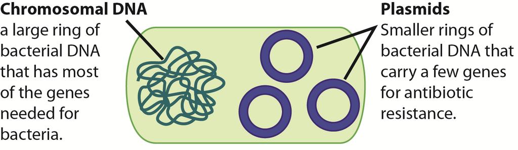 A large coiled ring of chromosomal DNA and many smaller rings of DNA called plasmids. For genetic engineering, scientists use the plasmids from bacteria. 2. What is a plasmid? 3.