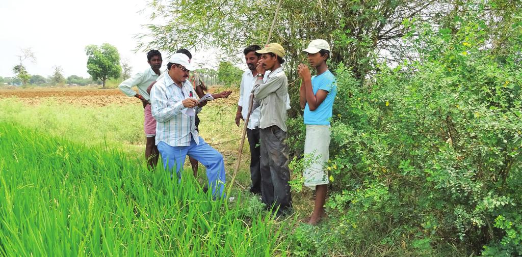 PROCUREMENT PRICE AND CREDIT practices IN SYNGENTA HYBRID SEEDS SUPPLY CHAIN, INDIA of Andhra Pradesh.