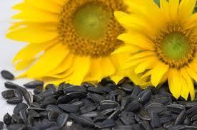 2 Mio Top importers Canada, USA Sunflower