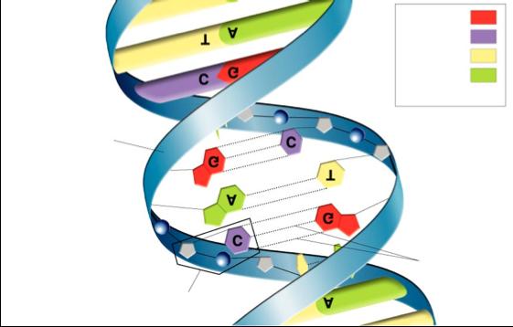 DNA MOLECULE Nucleotide Hydrogen Bonds