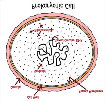 CHROMOSOMES AND DNA REPLICATION DNA and Chromosomes: Prokaryotic cells DNA molecules are located in