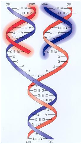 CHROMOSOMES AND DNA REPLICATION DNA Replication: - Structure of DNA relates to its function - Each strand of DNA double helix has info needed to create the other half