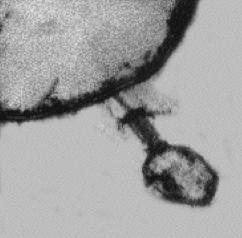 HERSHEY & CHASE BACTERIOPHAGE: virus that infects