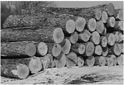 Wood Behavior And Drying Methods Tree School