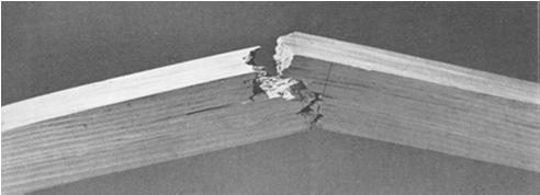Douglas-fir latewood (1430X) Source: Panshin & DeZeeuw, Textbook