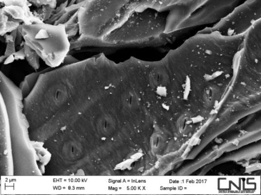 Fig. 1 Porous structure of charcoal Fig. 2 Porous structures and bacteria of biocharcoal Fig.