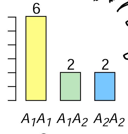 Calculate new Allele Frequencies Genotype Frequencies A A = 6/0 = 0.6 A A 2 = 2/0 = 0.2 A 2 A 2 = 2/0 = 0.