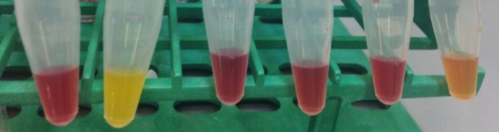 5ml conical test tubes and one full 10 μl calibrated loop of organism. 1. Positive Control: K. pneumoniae ATCC BAA1705; 2. Negative Control: K. pneumoniae ATCC BAA1706 and 3.