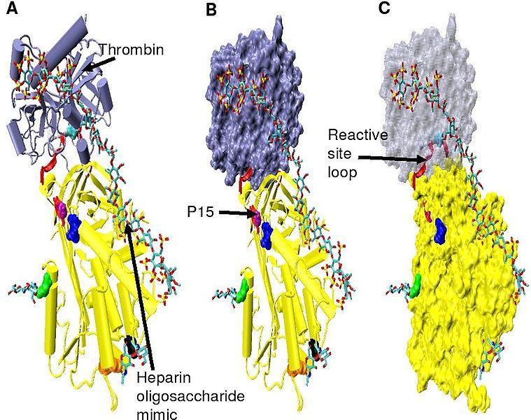 Antithrombin III Autosomal dominant