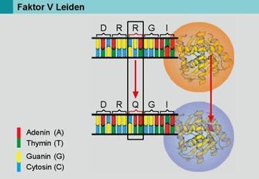 Factor V Leiden Mutation
