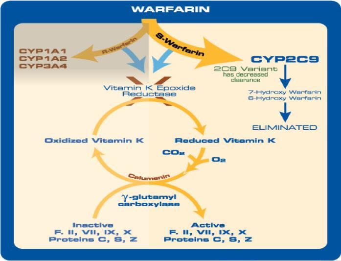 Warfarin s