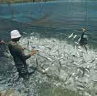 aquaculture sector that produces high-quality, high-value products in the appropriate locations.