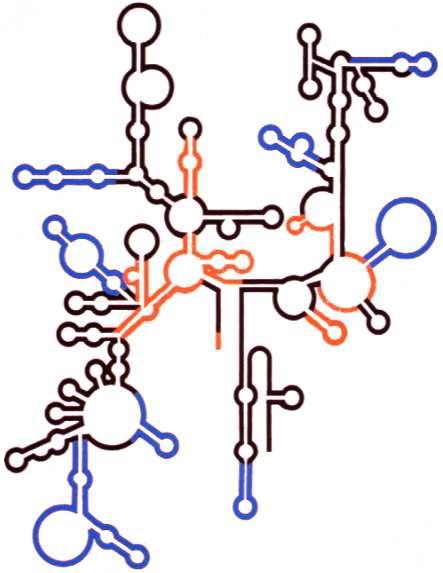 The 16S ribosomal RNA Noller and Woese, 1981, Science 212 30S 50S 16S 5S + 23S