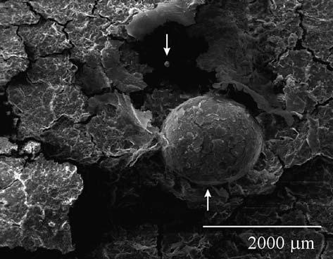 at point 3. Fig. 6. SEM micrograph of the surrounding area of the Ga particle observed in Fig. 5 (a) zone 2. Arrows indicate spherical particles of Ga.