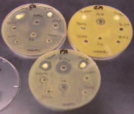 3 Agar diffusion test detects the presence of antibiotics by formation of inhibition zone on agar plates seeded with Pseudomonas aeruginosa (PA), CFU/device (250ml) 10 8 10 7 10 6 10 5 10 4 10 3 10 2