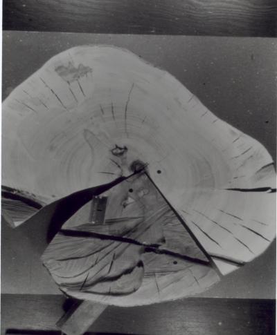 Plate 2-1. Stump-disc of Pacific madrone showing irregular growth rings.