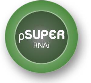 A Vector System for Expression of Short Interfering RNA Version: psuper.retro.