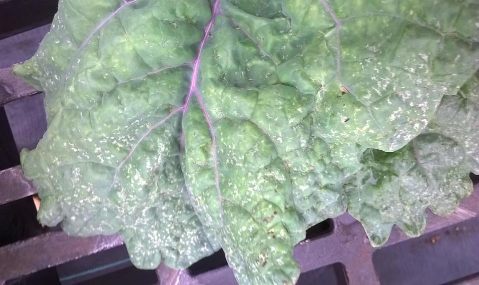 Thrips damage Major outbreak of whiteflies and