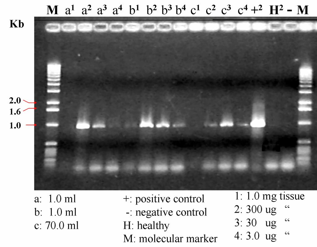 Fig. 3. PCR detection limits in terminal leaves from 4 different hosts as determined by visual rating of PCR products in EtBr-stained agarose gel.