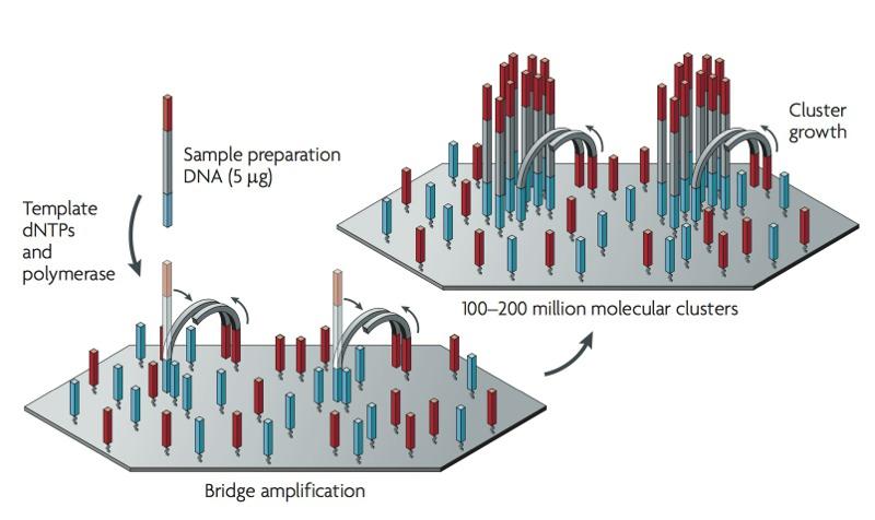 Bridge PR (Illumina): One DNA template/cluster, primers