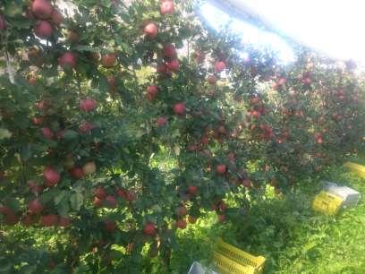 75 m between rows (52 kg from 238 apples in