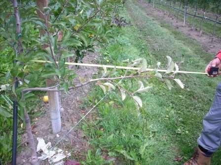 CENTRIFUGAL effect of long pruning (Chile) 200cm 150cm 100cm 50cm CENTRIFUGAL effect