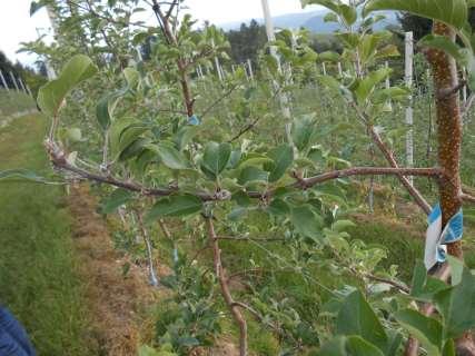 CENTRIPETAL effect of short summer pruning (I leaf,