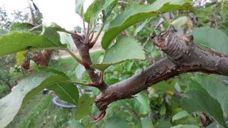 De-constructing effect of early June pruning Principle: divert sap towards fruits and buds at the expense of new unnecessary growth and direct light into the canopy Pruning can be done by hand or by