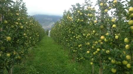 2 and 4 leader semi-pedestrian Golden Delicious at 2.5 m between rows, 5 leaf Treatm. tons/ha kg/tree fruit/tree fruit weight (g) fruit size (mm) 2 leaders 99 30 118 251 87.