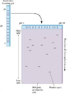 Electrophoresis occurs through a stable ph gradient Proteins move through the gel until they reach the point in the ph gradient where the ph = pi molecules have zero