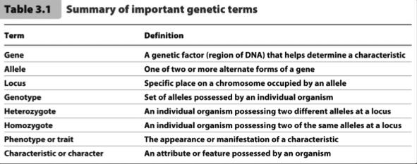 genetic makeup 7 characteristics he investigated And his mathematical knowledge Before we Continue 3.